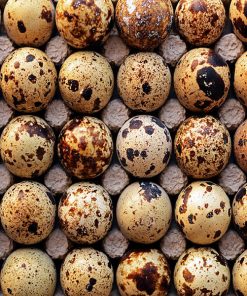 Quail-Egg